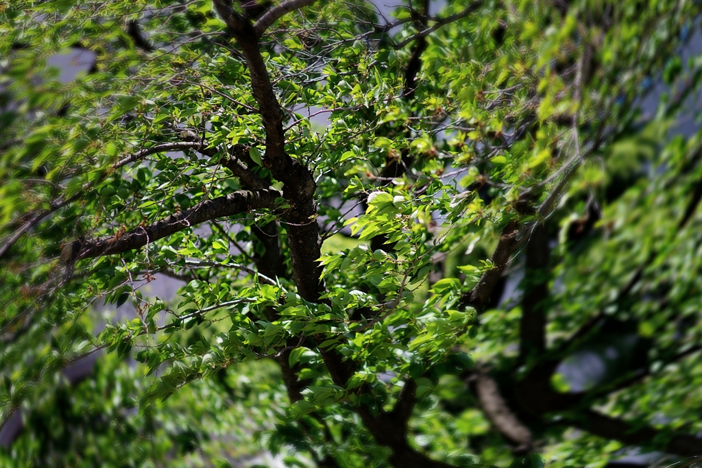 スローなブギにしてくれ