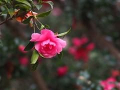 撮り比べ寒椿