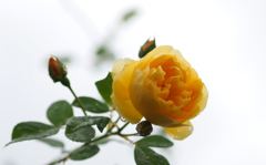 グラハム　トーマス