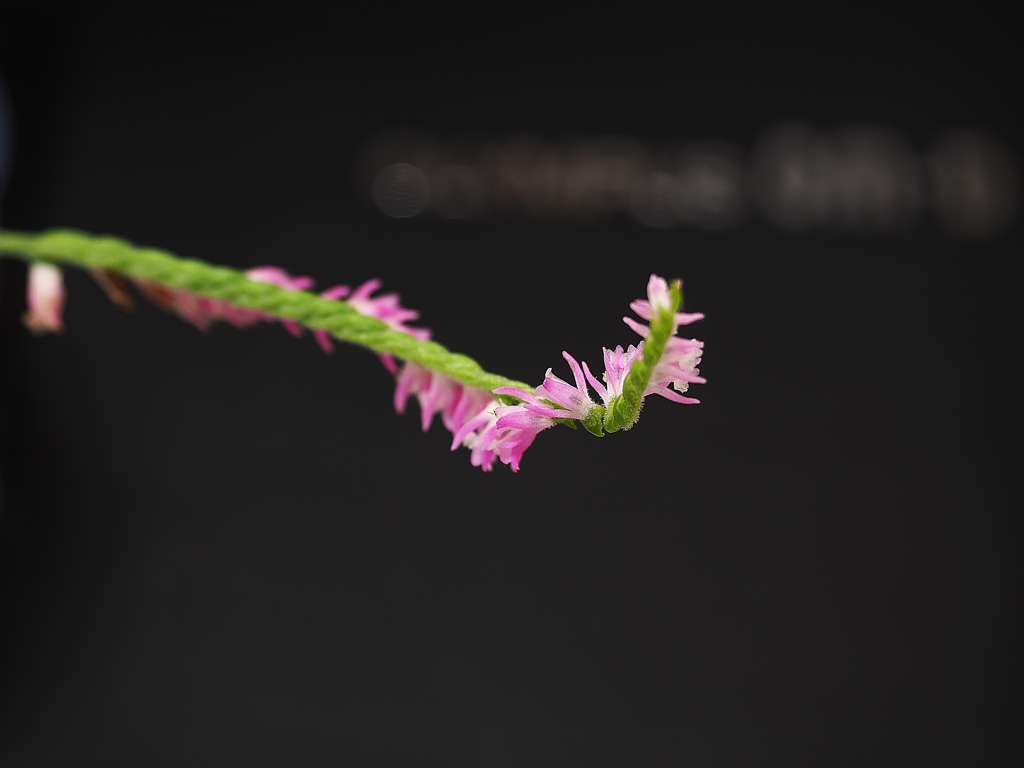 Lady's tresse（乙女の巻き毛）