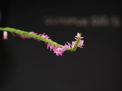 Lady's tresse（乙女の巻き毛）