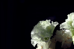年末に買った花