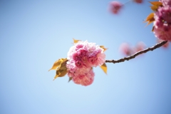桜を見る会 2019
