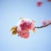 桜を見る会 2019