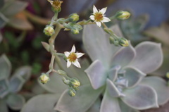 オボロヅキ 学名-Graptopetalum paraguayense２