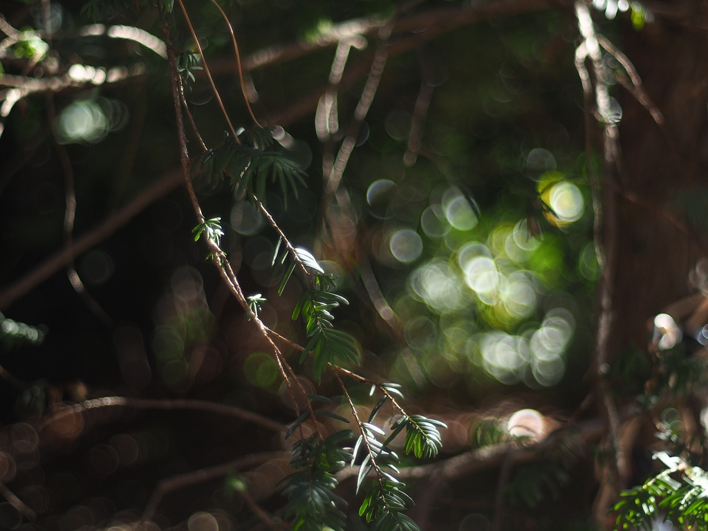 KONICA HEXANON AR 50mm f1.7