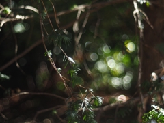 KONICA HEXANON AR 50mm f1.7