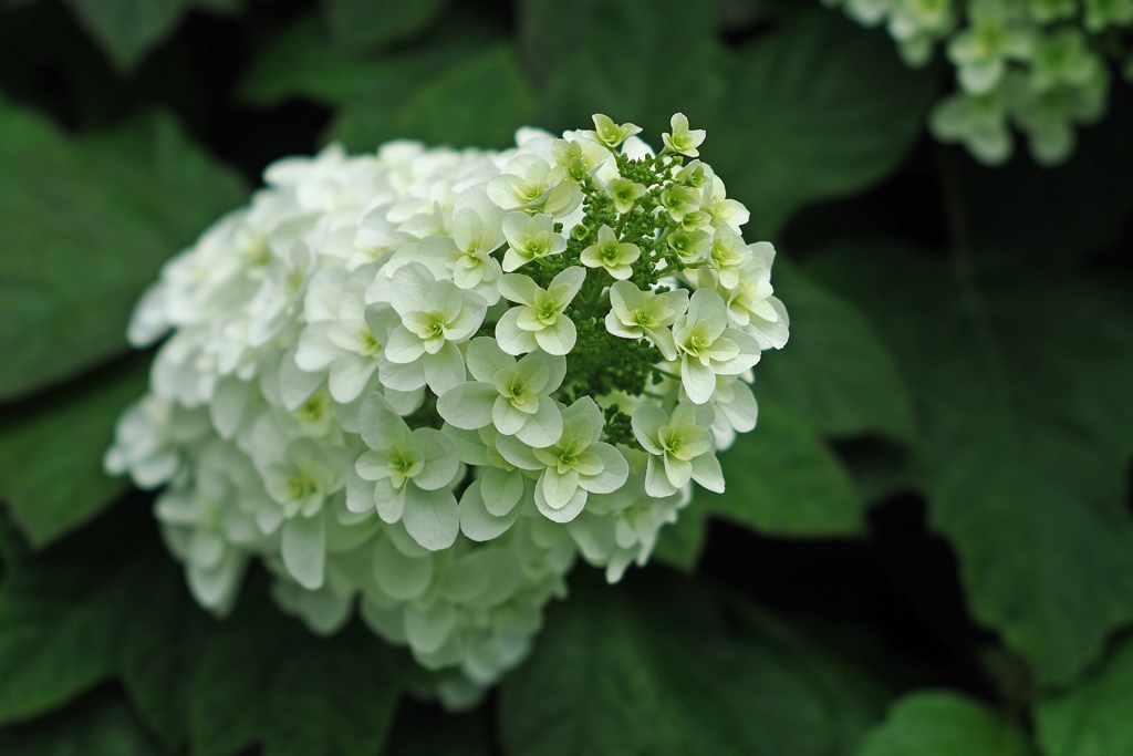 佐藤琢磨 インディ500制覇