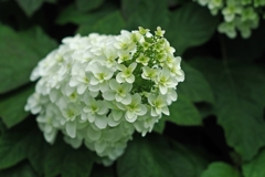 佐藤琢磨 インディ500制覇