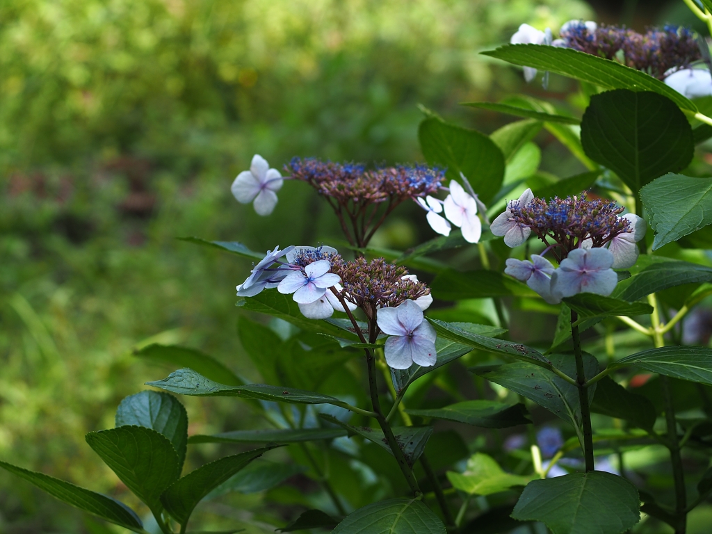 どこかにアリエッティがいるような気がして