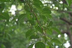 28mm f3.5のキラキラ