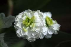 京王フローラルガーデン　小さな　そして奇妙な花たち編３