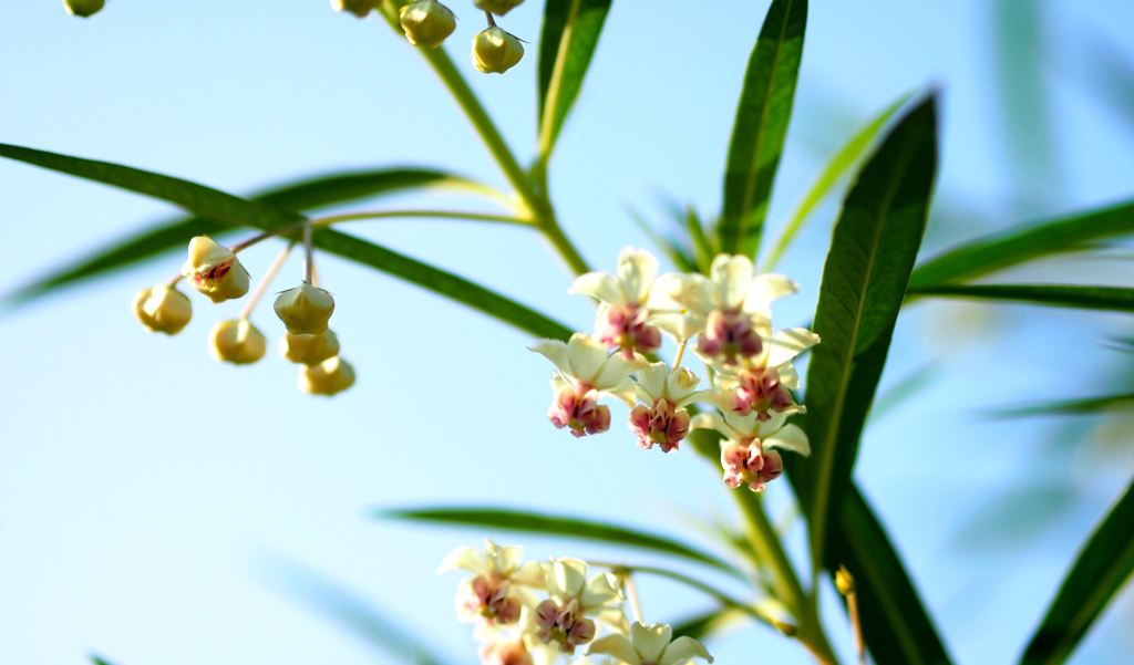 変身前の美しき花姿