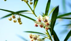 変身前の美しき花姿