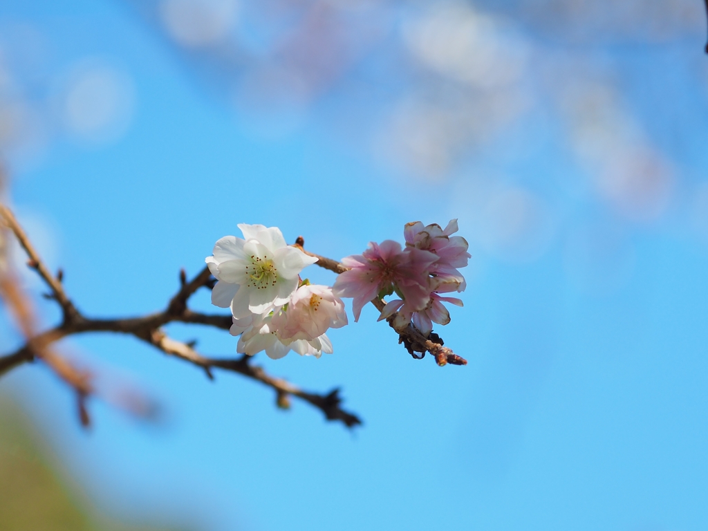 PA290010 - コピー