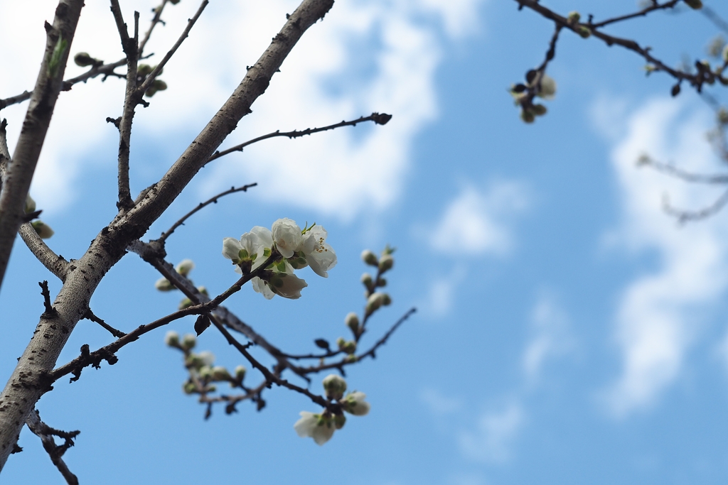 桃と桜と甘い罠