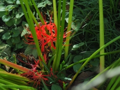 葉知らず花知らず