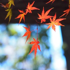 紅い（くれない）殺法
