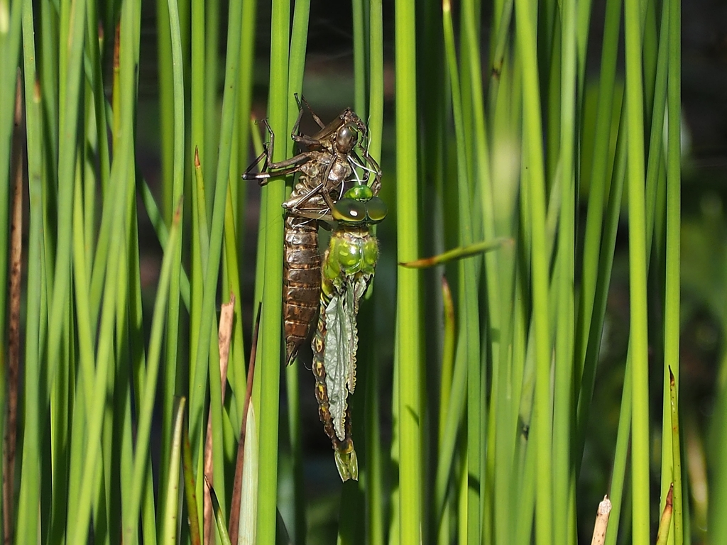 ビオトープ 羽化 ２