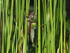 ビオトープ 羽化 ２