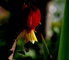 THE ROCKY HORROR SHOW