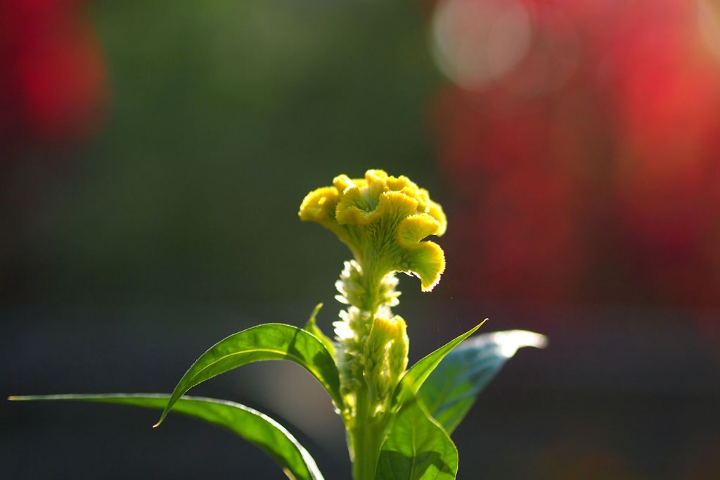ヒヨっ子のくせしやがって
