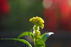 ヒヨっ子のくせしやがって