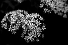 慰霊の白い花火