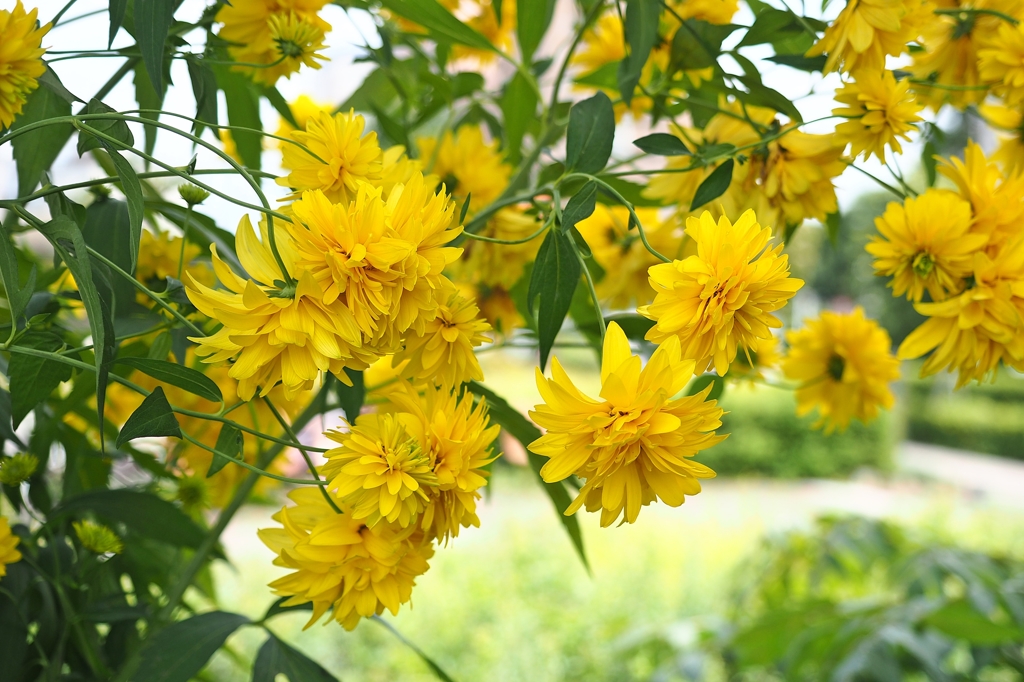 ヤエザキオオハンゴンソウ