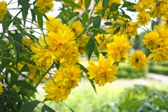 ヤエザキオオハンゴンソウ