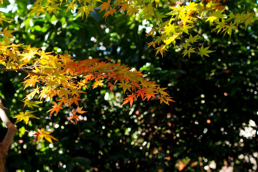 ヴェルサポ失格