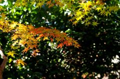 ヴェルサポ失格