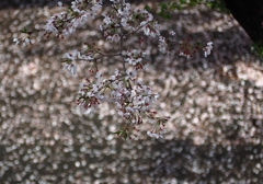 散りゆく者たち