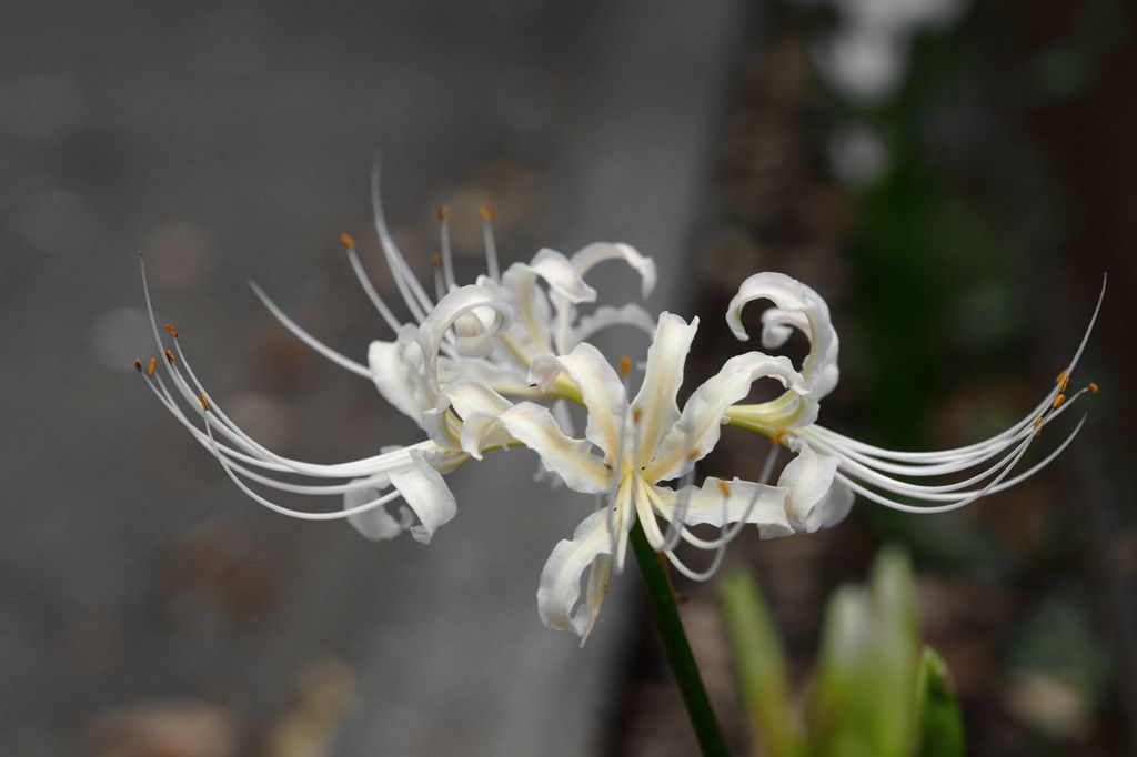 秋のフライング ２