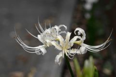 秋のフライング ２