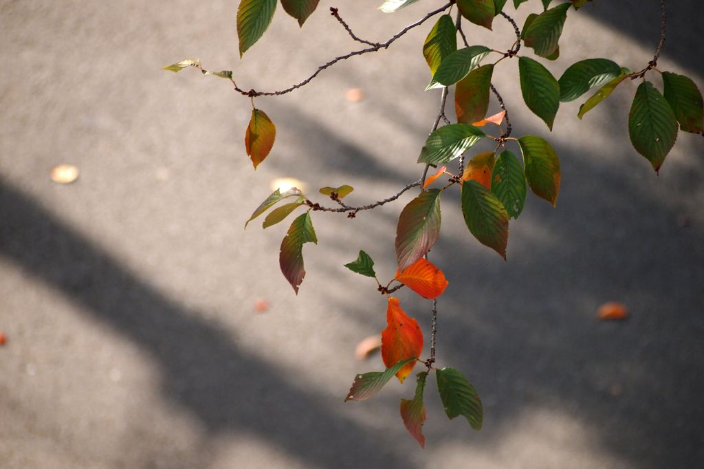 過ぎ去りし日々