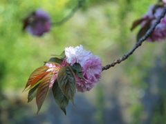 さよなら短い春