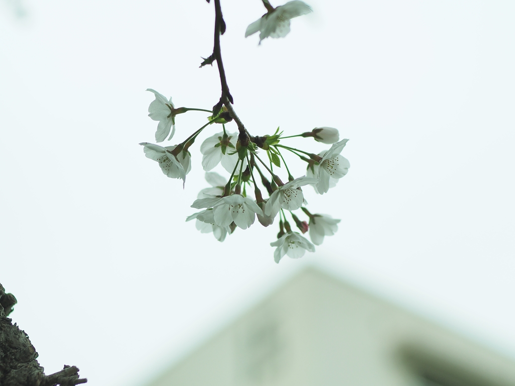 AUTO ROKKOR-PF 55mm f1.8