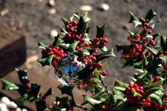 Merry Christmas Mr.J