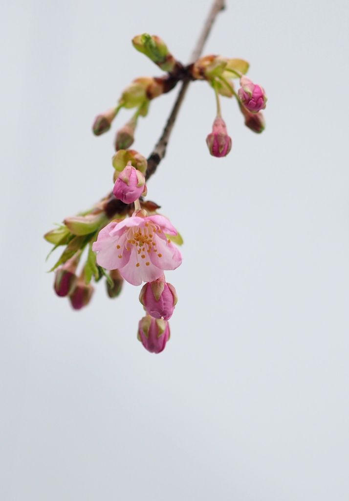 Prunus × kanzakura　２．２６　komae