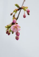 Prunus × kanzakura　２．２６　komae