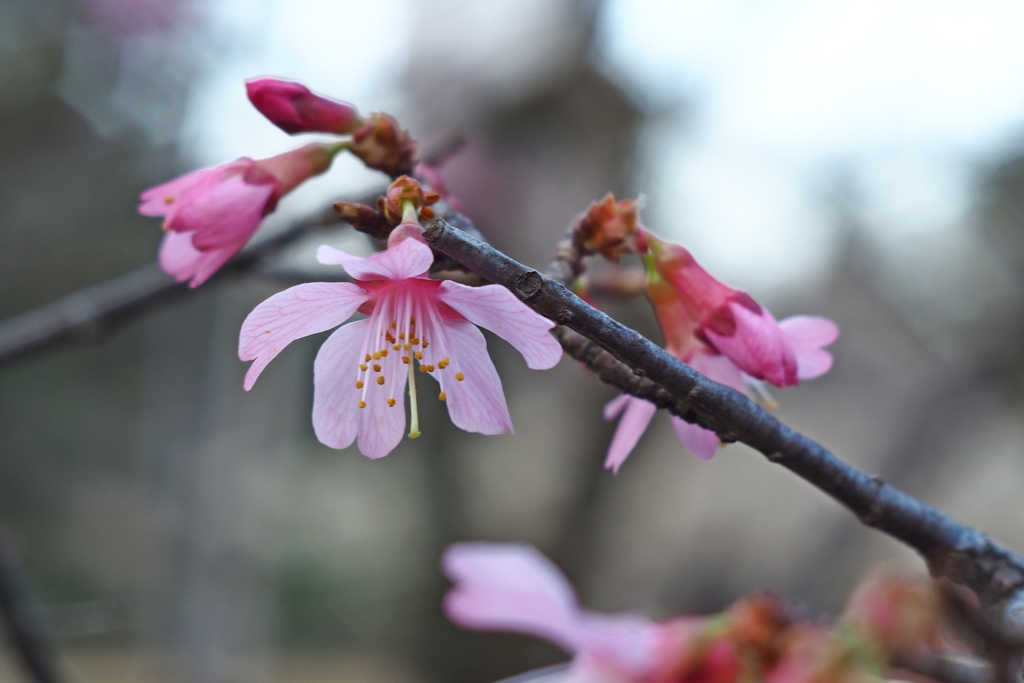 オカメと言う名の桜