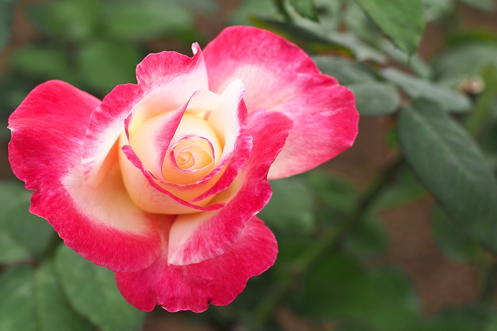 秋薔薇：ダブルデライト