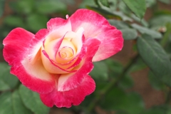 秋薔薇：ダブルデライト