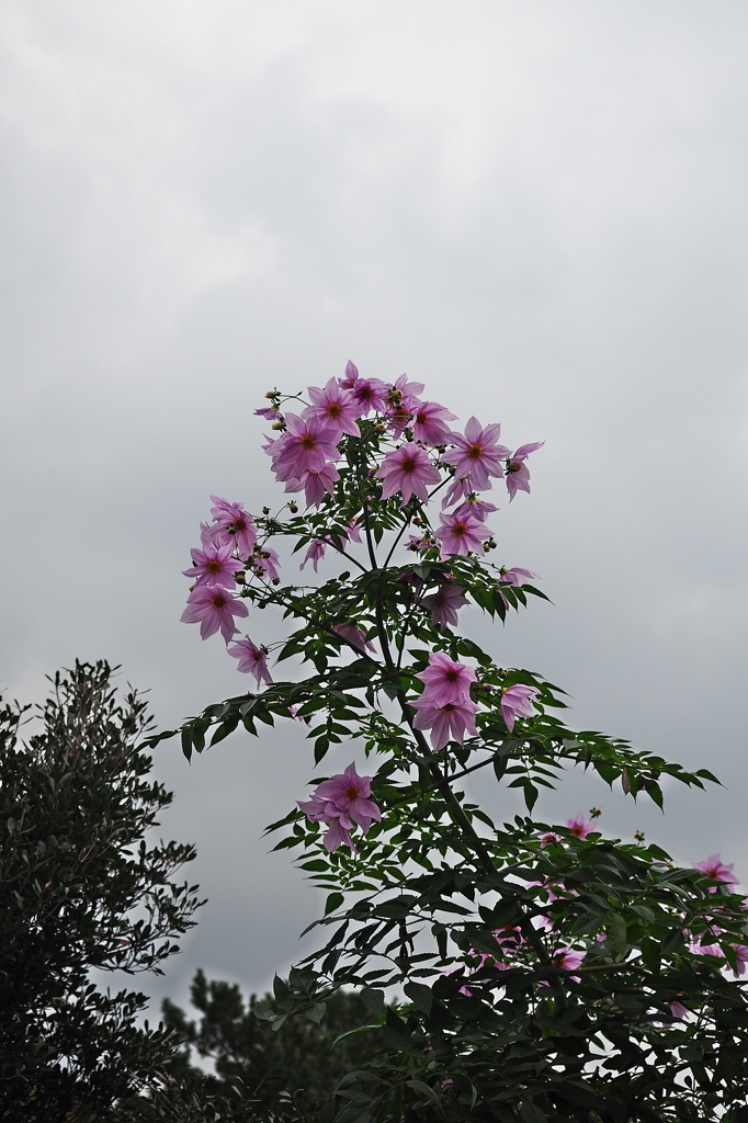 Emperorと言う名の花