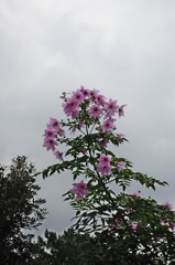 Emperorと言う名の花