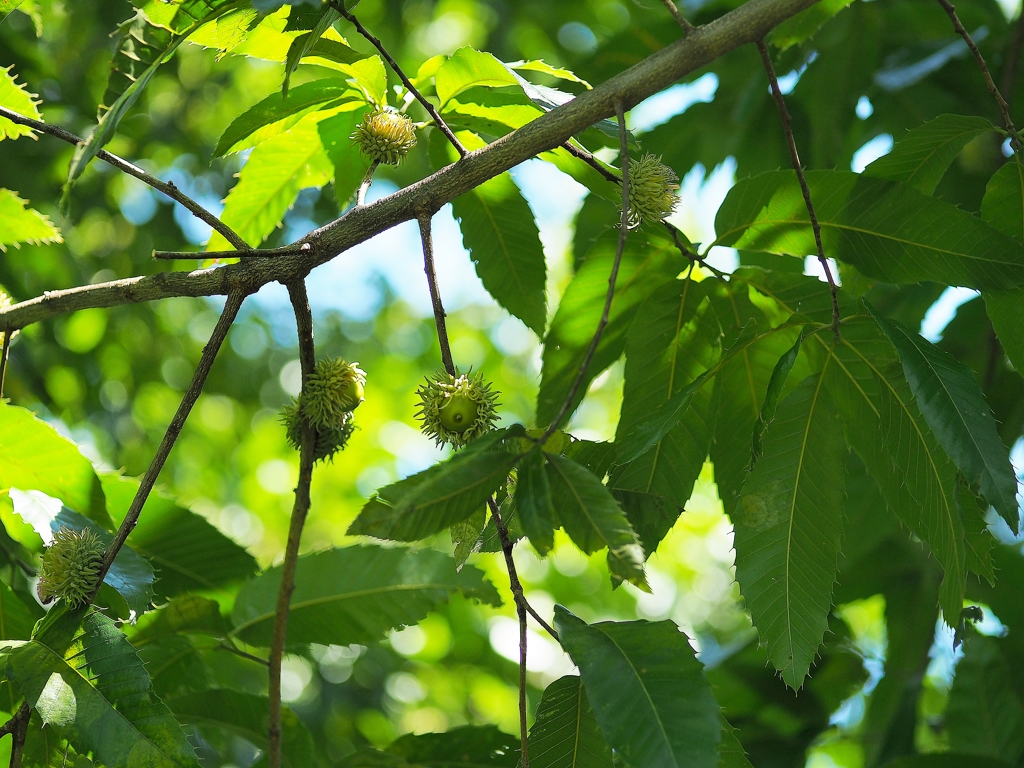 SIGMA Art 60mm f2.8 DN 試写4