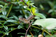 愛蛇　閲覧注意