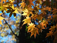 今夜は流星が綺麗だ