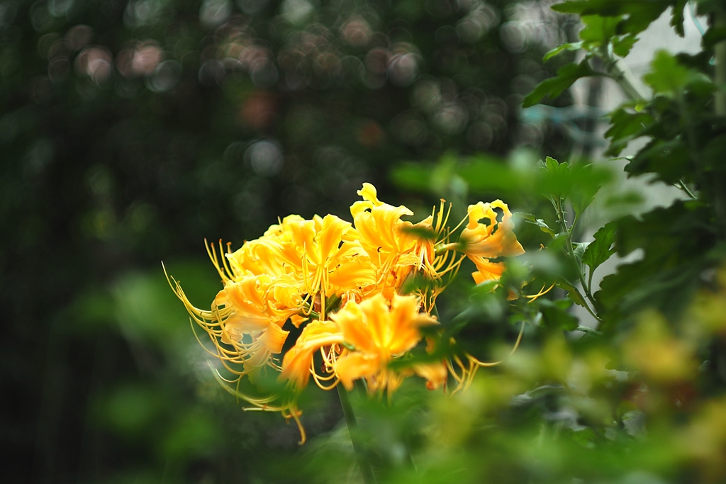 Lycoris aurea